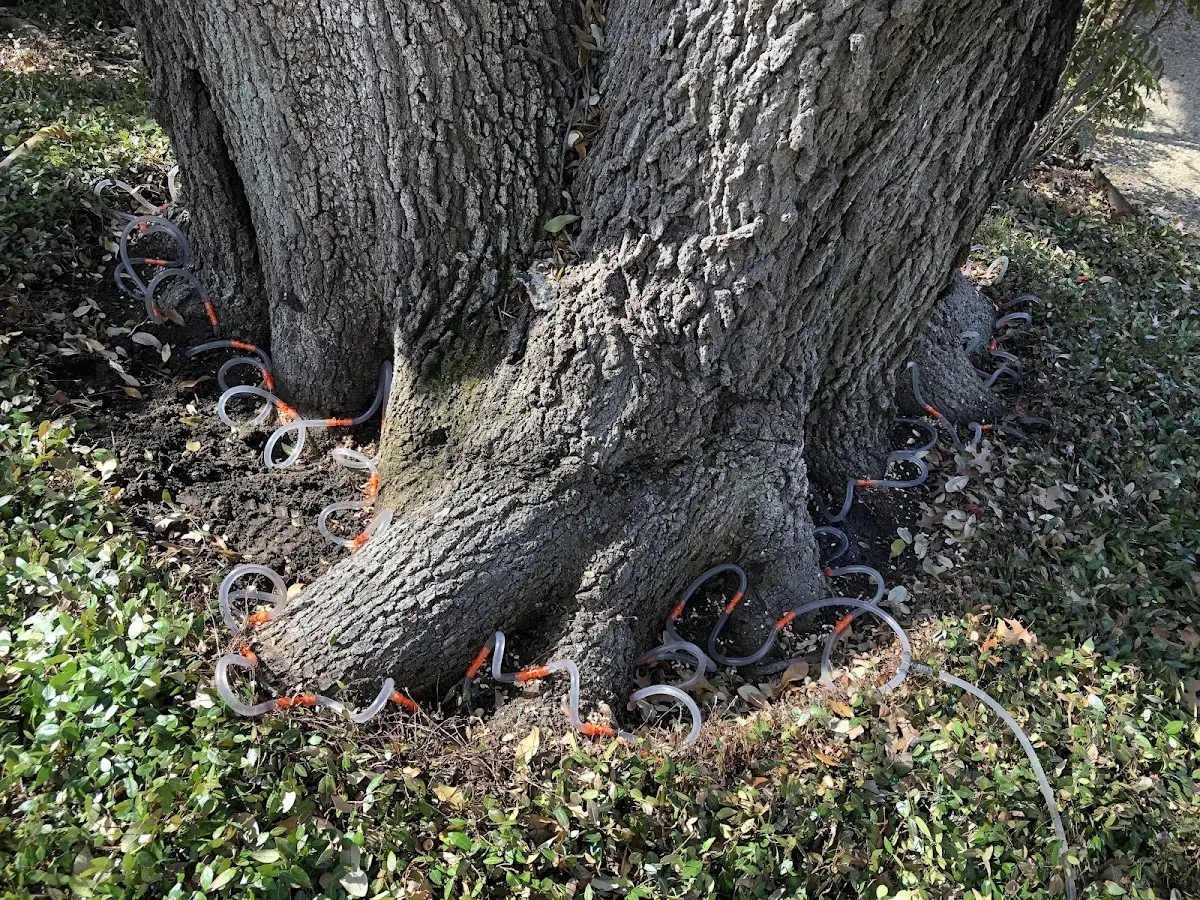 Detailed Tree Cabling and Bracing job site in Waterport