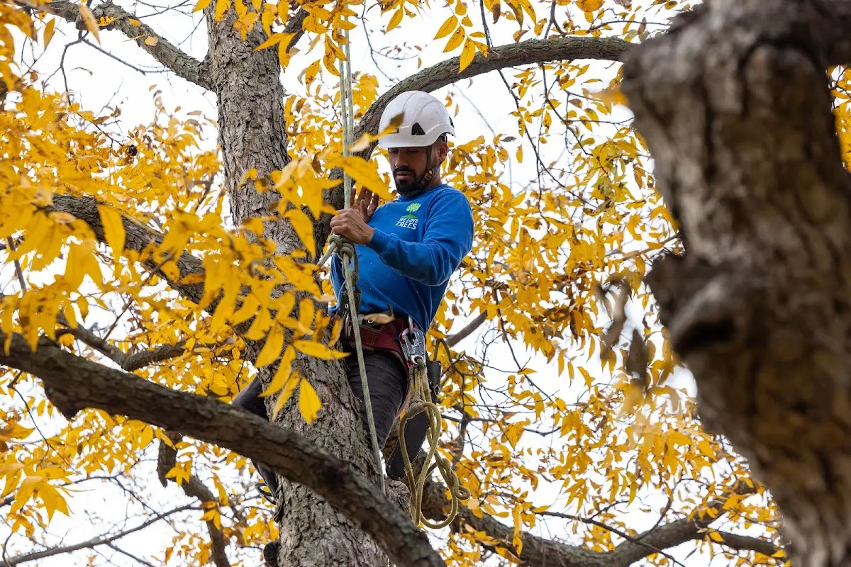 Skilled Storm Damage Cleanup crew working in Waterport