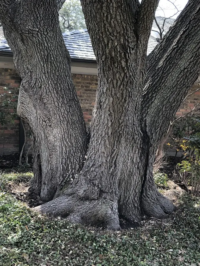 Mature heritage tree close to a Waterport property cared for by certified arborists